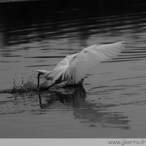 photos animalières drôme jjbertin.fr 2025 grande aigrette