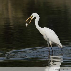 photos animalières drôme jjbertin.fr 2025 grande aigrette